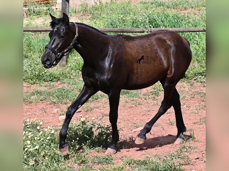 Minorquin Jument 1 Année 156 cm Noir in Menorca