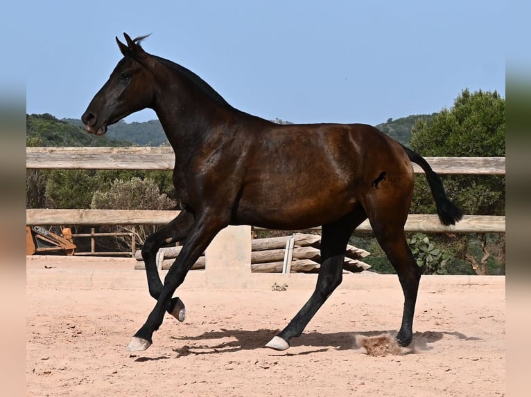 Minorquin Jument 1 Année 156 cm Noir in Menorca