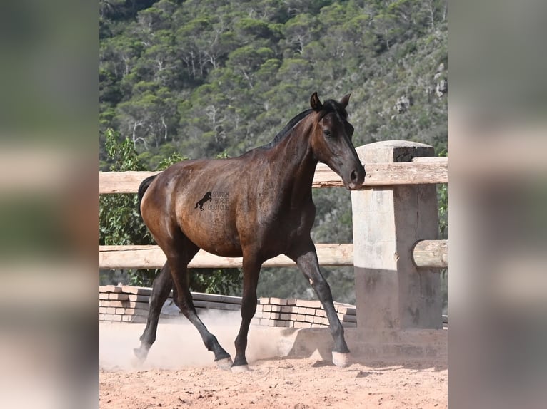 Minorquin Jument 1 Année 156 cm Noir in Menorca