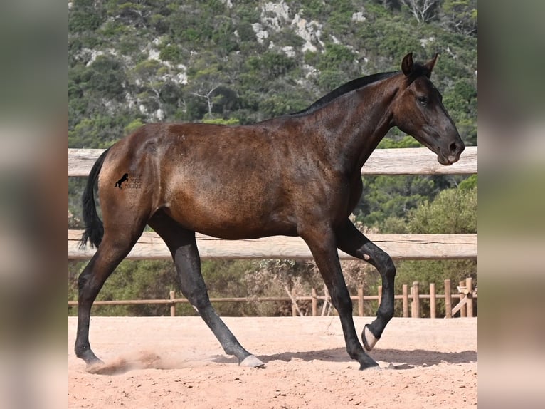 Minorquin Jument 1 Année 156 cm Noir in Menorca