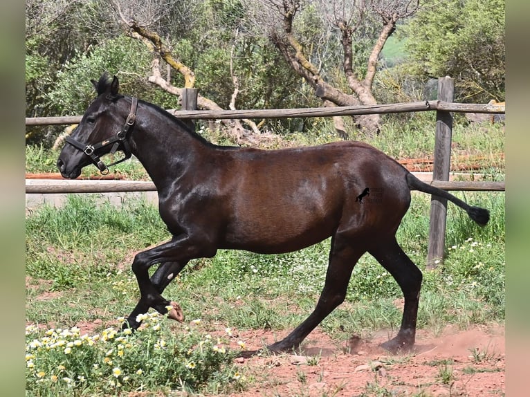 Minorquin Jument 1 Année 156 cm Noir in Menorca