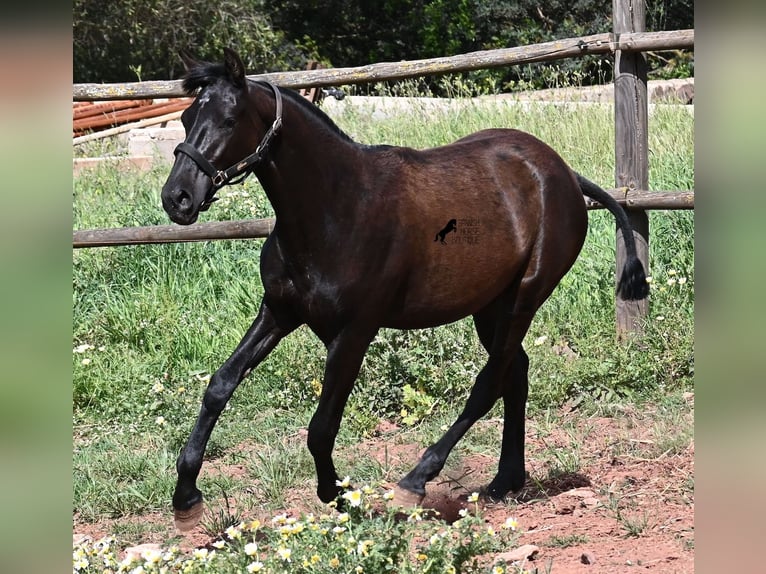 Minorquin Jument 1 Année 156 cm Noir in Menorca