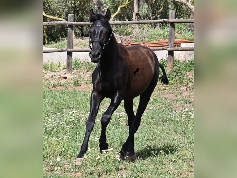 Minorquin Jument 1 Année 156 cm Noir in Menorca
