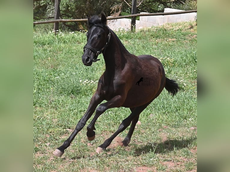 Minorquin Jument 1 Année 156 cm Noir in Menorca