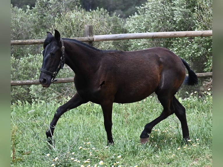 Minorquin Jument 1 Année 156 cm Noir in Menorca