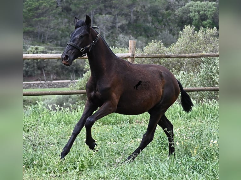 Minorquin Jument 1 Année 156 cm Noir in Menorca