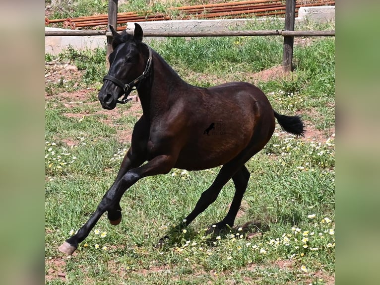 Minorquin Jument 1 Année 156 cm Noir in Menorca