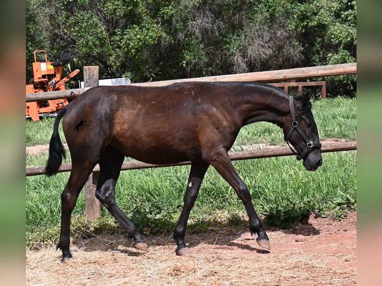 Minorquin Jument 1 Année 156 cm Noir in Menorca