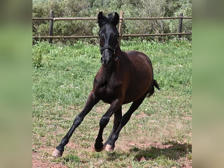 Minorquin Jument 1 Année 156 cm Noir in Menorca