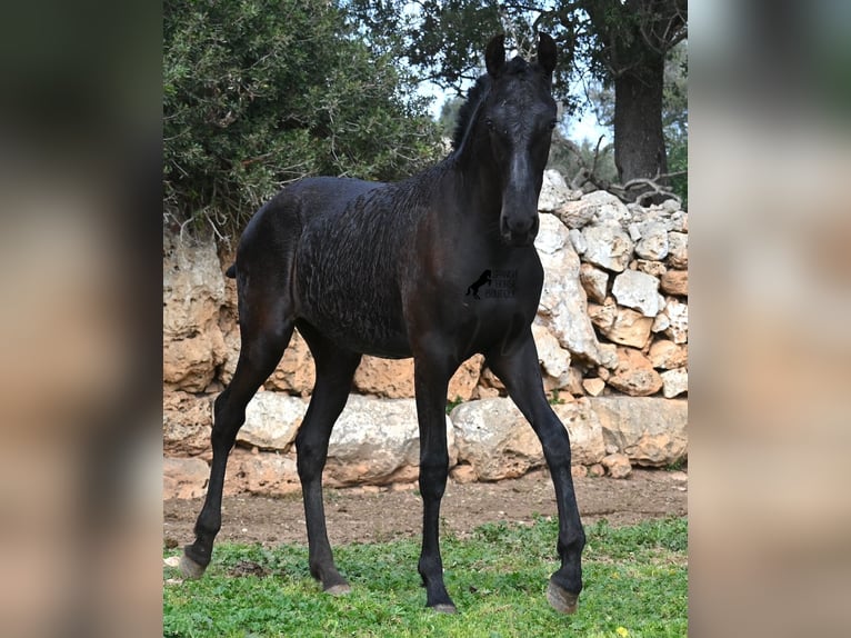 Minorquin Jument 1 Année 160 cm Noir in Menorca