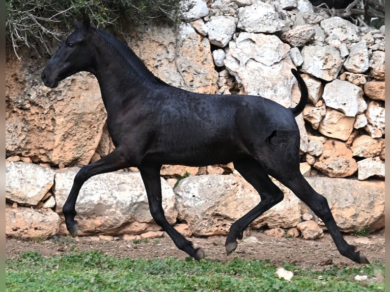 Minorquin Jument 1 Année 160 cm Noir in Menorca