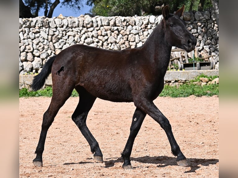 Minorquin Jument 1 Année 160 cm Noir in Menorca