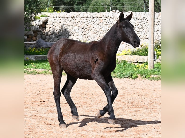 Minorquin Jument 1 Année 160 cm Noir in Menorca