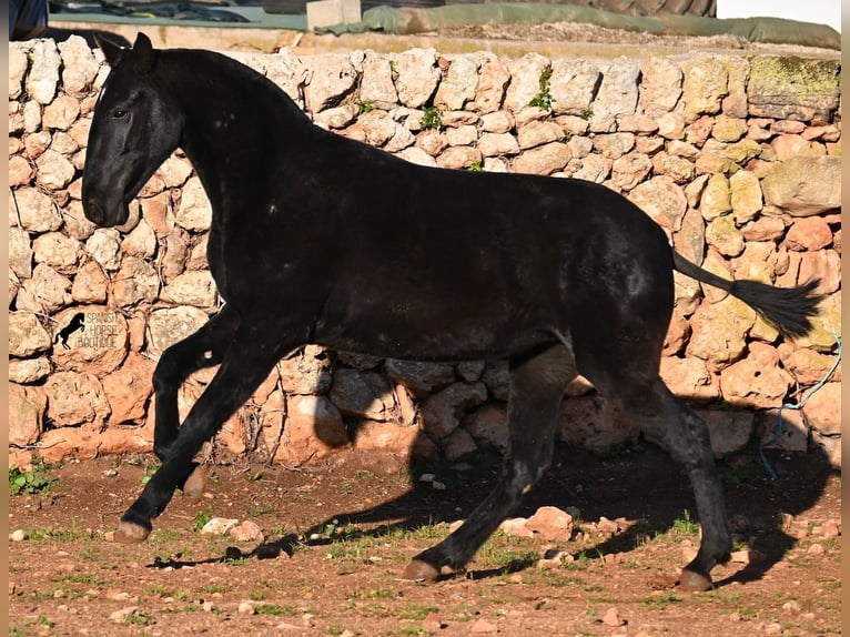 Minorquin Jument 1 Année 160 cm Noir in Menorca