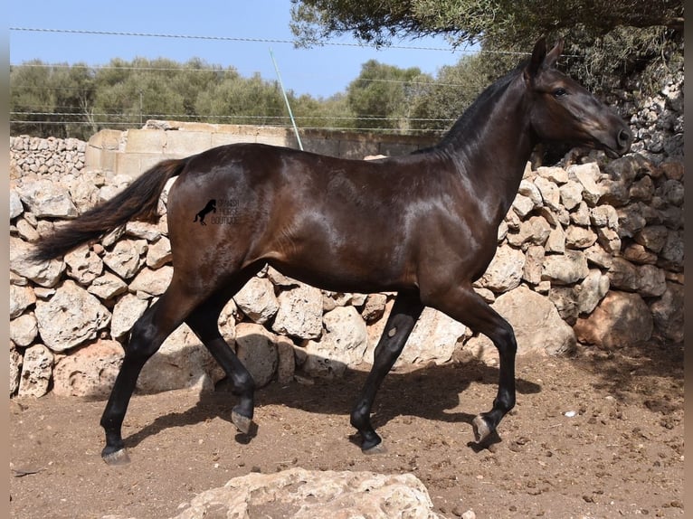 Minorquin Jument 1 Année 160 cm Noir in Menorca