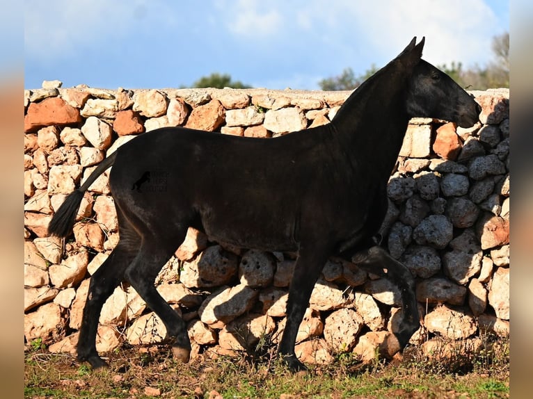 Minorquin Jument 1 Année 160 cm Noir in Menorca