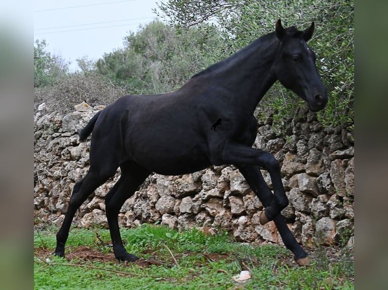 Minorquin Jument 1 Année 163 cm Noir in Menorca