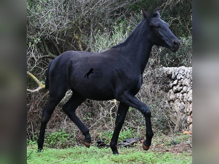 Minorquin Jument 1 Année 163 cm Noir in Menorca