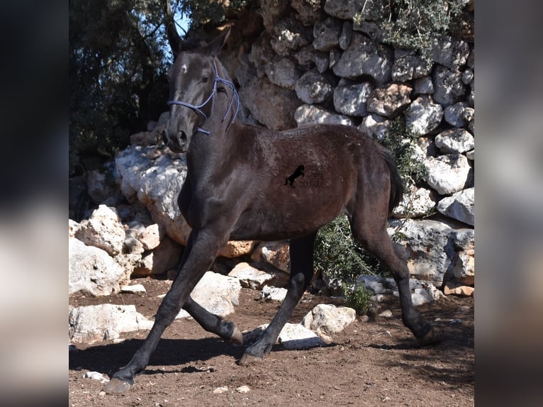 Minorquin Jument 1 Année 165 cm Noir in Menorca