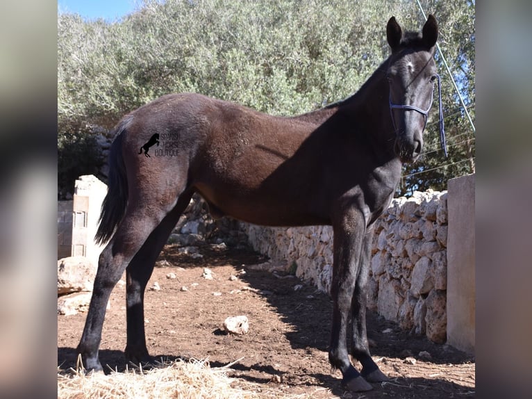 Minorquin Jument 1 Année 165 cm Noir in Menorca