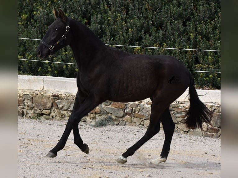 Minorquin Jument 2 Ans 152 cm Noir in Menorca