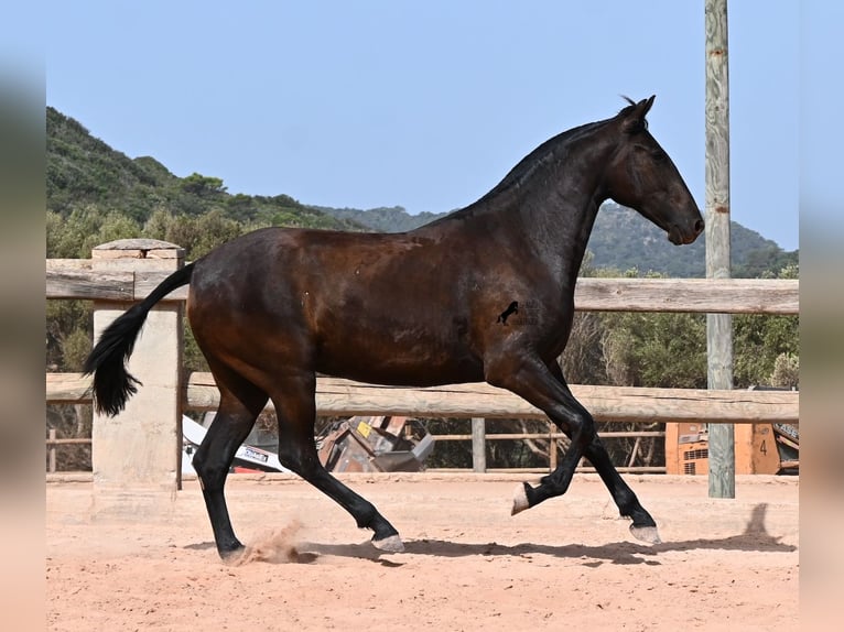 Minorquin Jument 2 Ans 154 cm Noir in Menorca