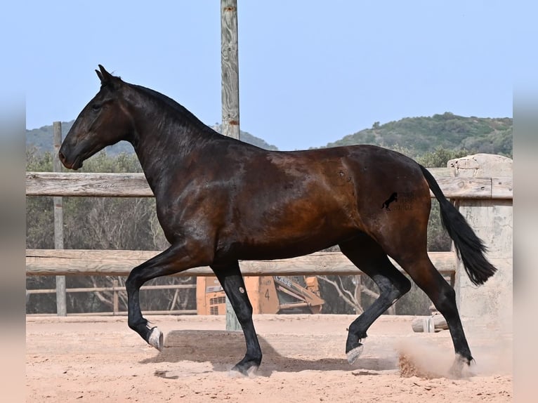 Minorquin Jument 2 Ans 154 cm Noir in Menorca