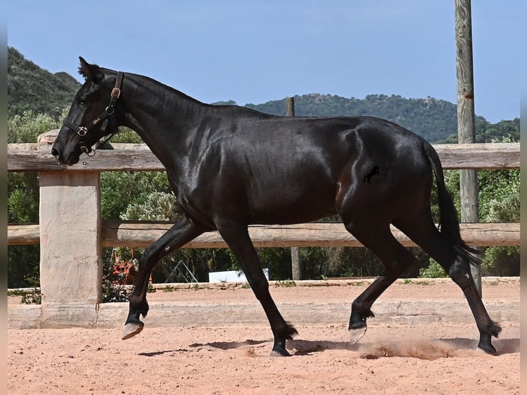 Minorquin Jument 2 Ans 156 cm Noir in Menorca
