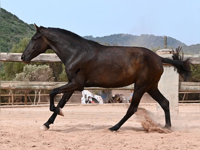 Minorquin Jument 2 Ans 157 cm Noir in Menorca
