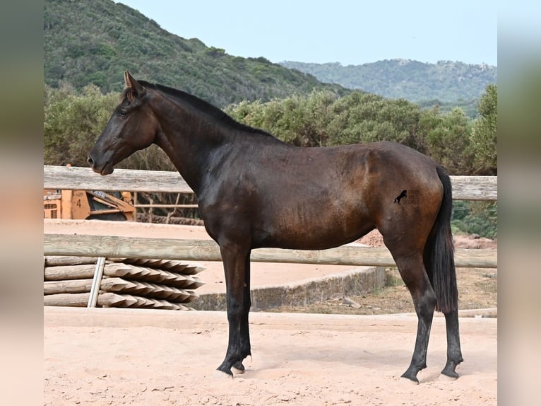 Minorquin Jument 2 Ans 157 cm Noir in Menorca