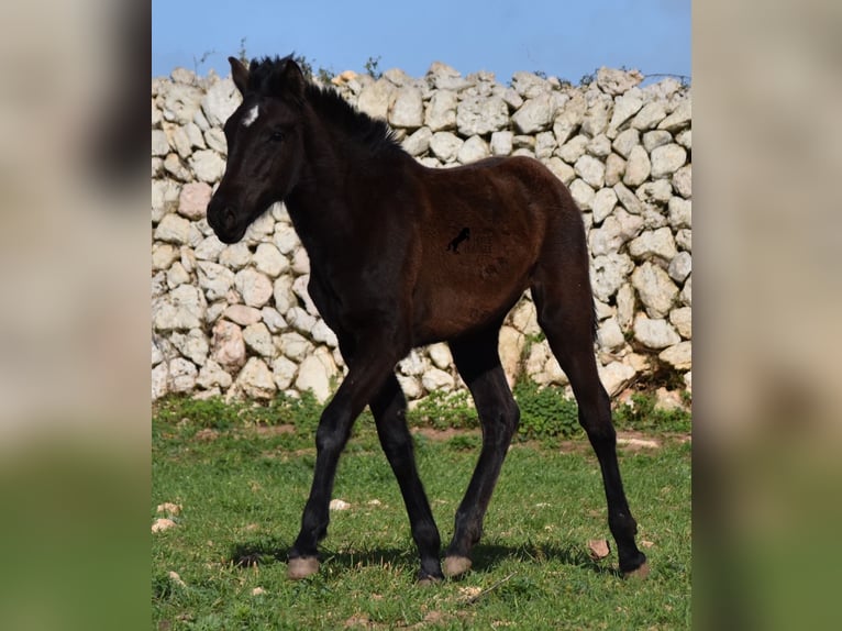 Minorquin Jument 2 Ans 158 cm Noir in Menorca