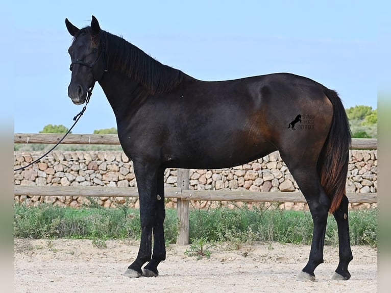 Minorquin Jument 2 Ans 159 cm Noir in Menorca