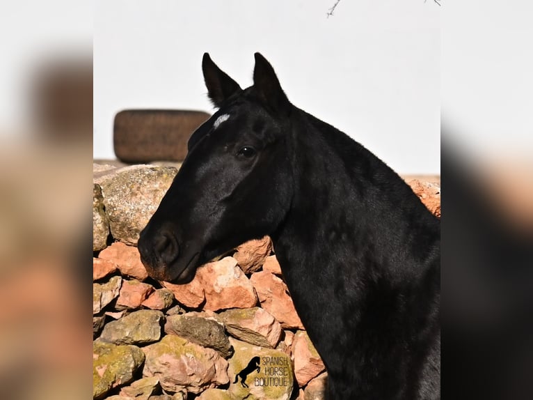 Minorquin Jument 2 Ans 160 cm Noir in Menorca