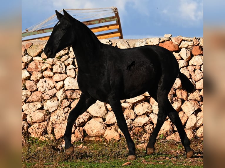 Minorquin Jument 2 Ans 160 cm Noir in Menorca