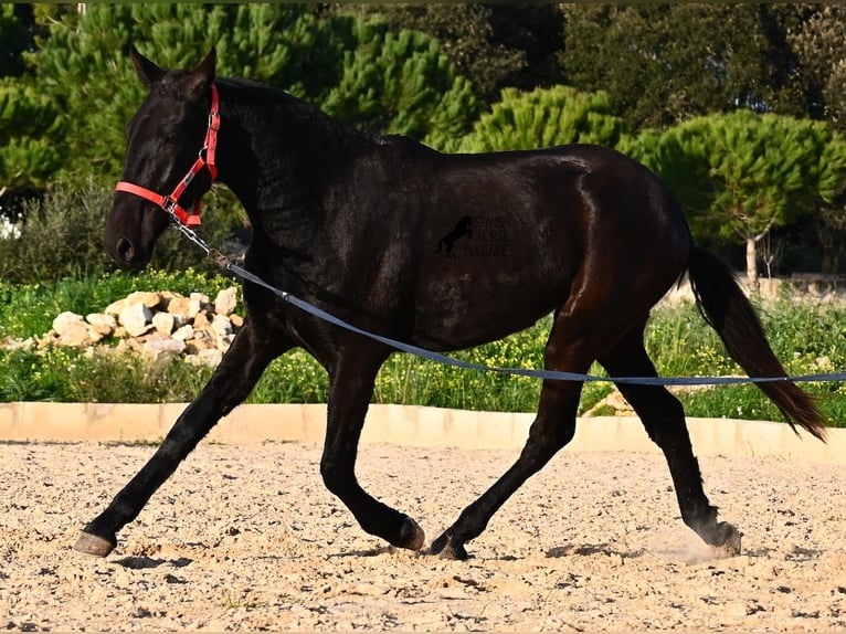 Minorquin Jument 2 Ans 161 cm Noir in Menorca