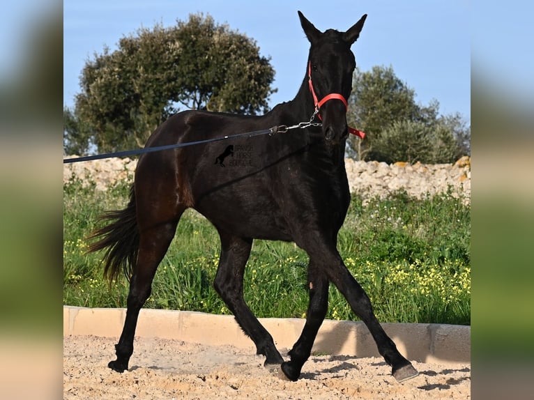 Minorquin Jument 2 Ans 161 cm Noir in Menorca