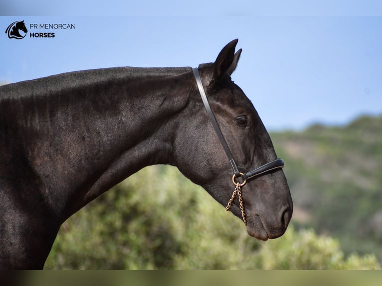 Minorquin Jument 2 Ans 162 cm Noir in Menorca