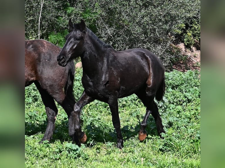 Minorquin Jument 2 Ans 163 cm Noir in Menorca