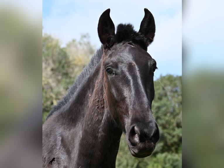Minorquin Jument 2 Ans 163 cm Noir in Menorca