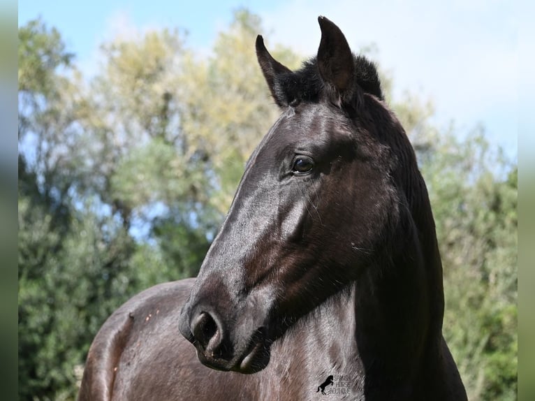 Minorquin Jument 2 Ans 163 cm Noir in Menorca