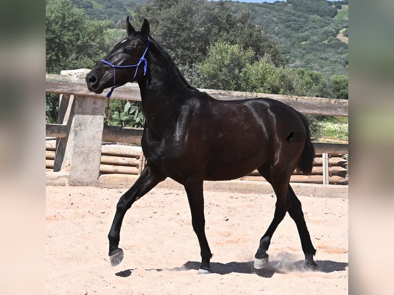 Minorquin Jument 3 Ans 152 cm Noir in Menorca