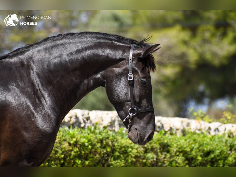 Minorquin Jument 3 Ans 154 cm Noir in Menorca