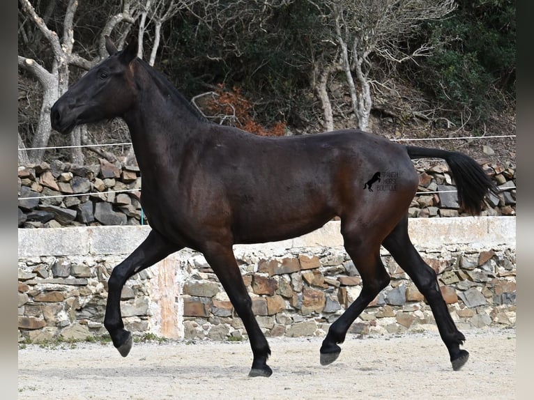 Minorquin Jument 3 Ans 155 cm Noir in Menorca