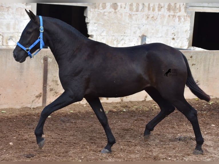 Minorquin Jument 3 Ans 155 cm Noir in Menorca