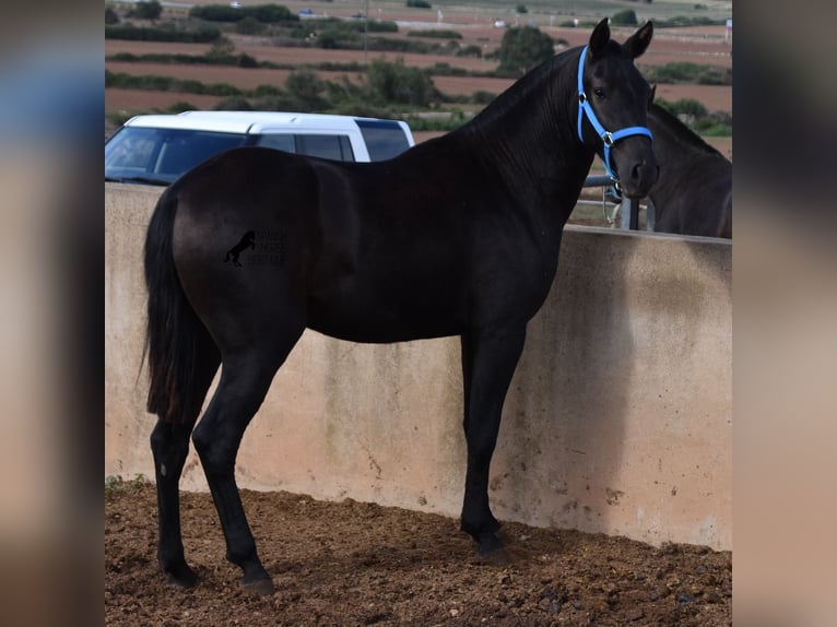 Minorquin Jument 3 Ans 155 cm Noir in Menorca