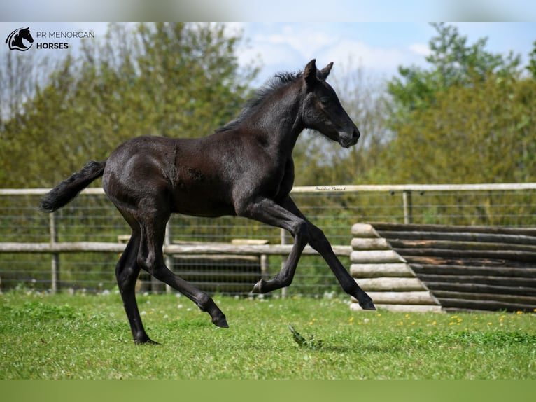 Minorquin Jument 3 Ans 156 cm Noir in Kent