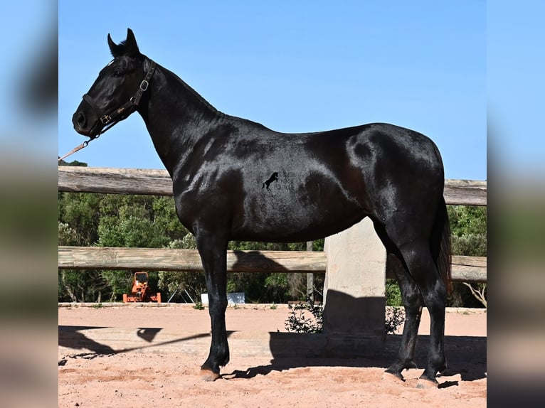 Minorquin Jument 3 Ans 157 cm Noir in Menorca