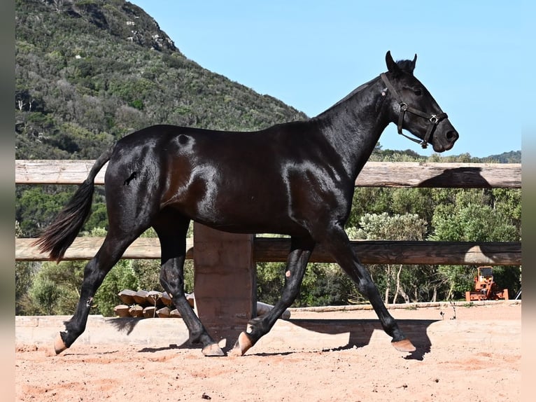 Minorquin Jument 3 Ans 157 cm Noir in Menorca
