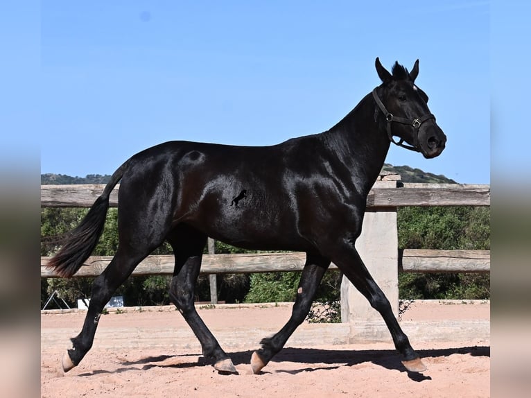 Minorquin Jument 3 Ans 157 cm Noir in Menorca