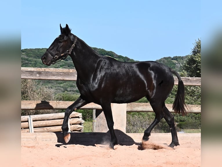 Minorquin Jument 3 Ans 157 cm Noir in Menorca